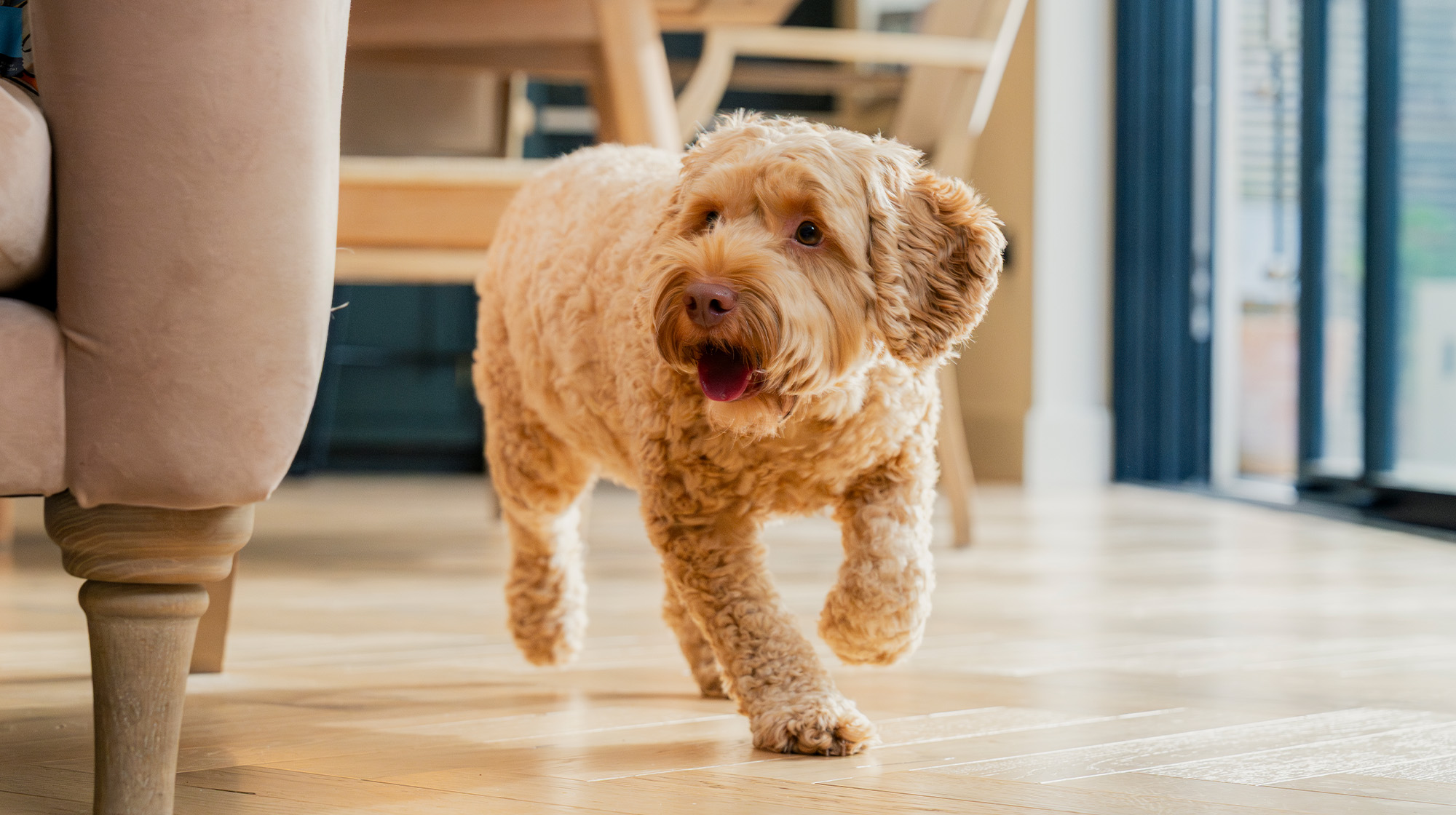 BLOG STAND ALONE DOG SHOT 1