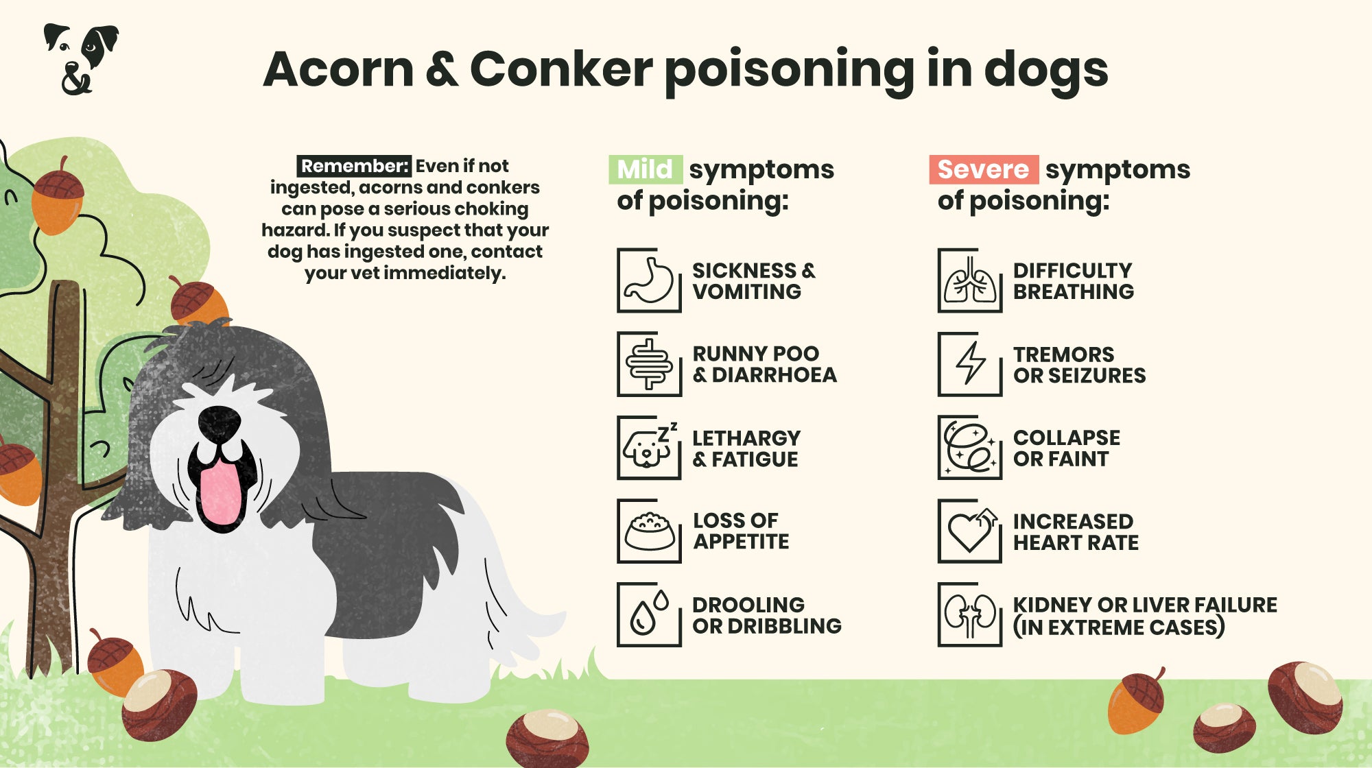 Autumn walks: Dangers of acorns & conkers for dogs-Image 1