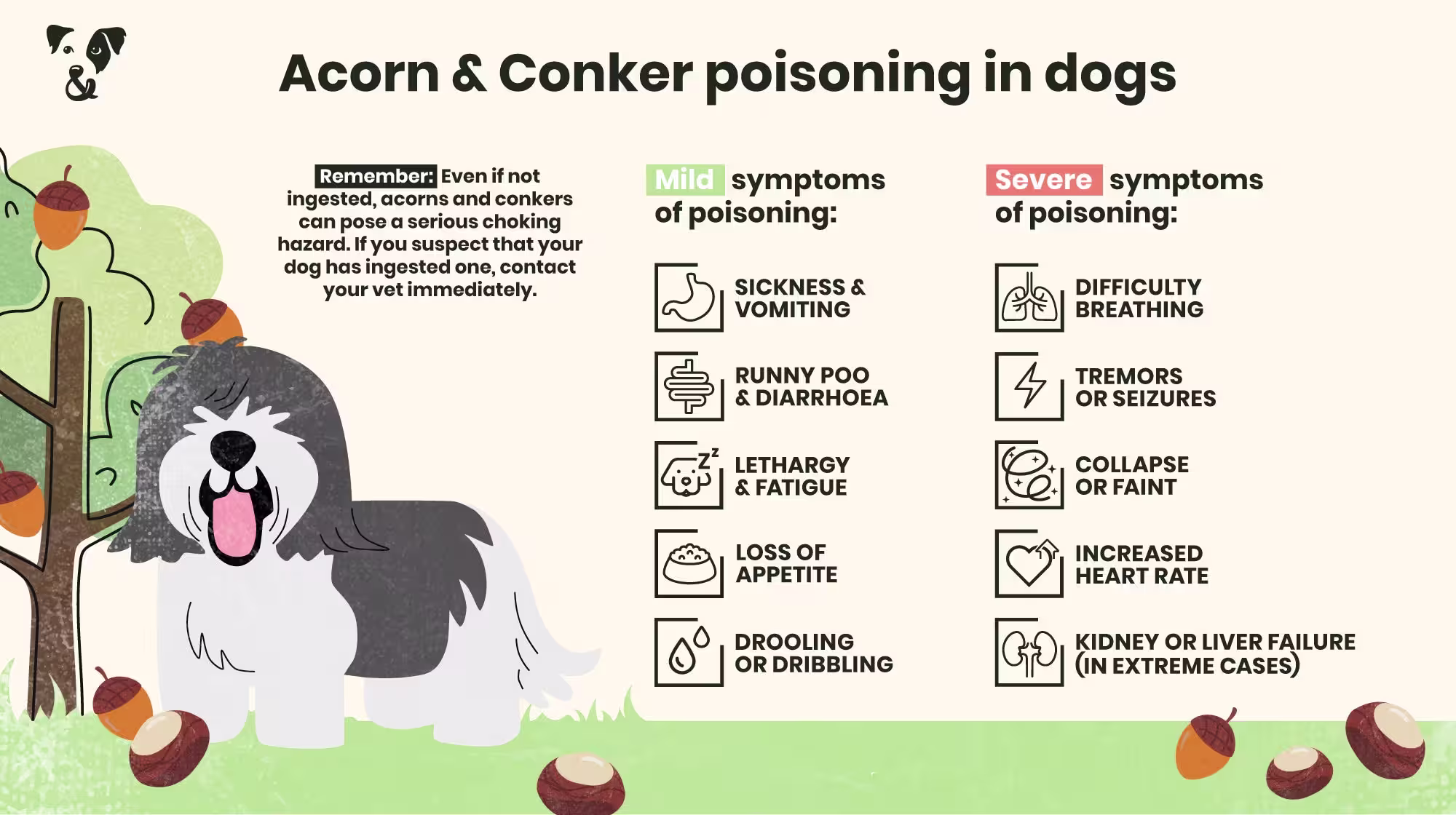 Autumn walks: Dangers of acorns & conkers for dogs-Image 1
