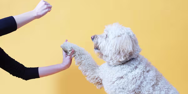 Dog Diarrhoea: Causes, Information & Advice-Image 1