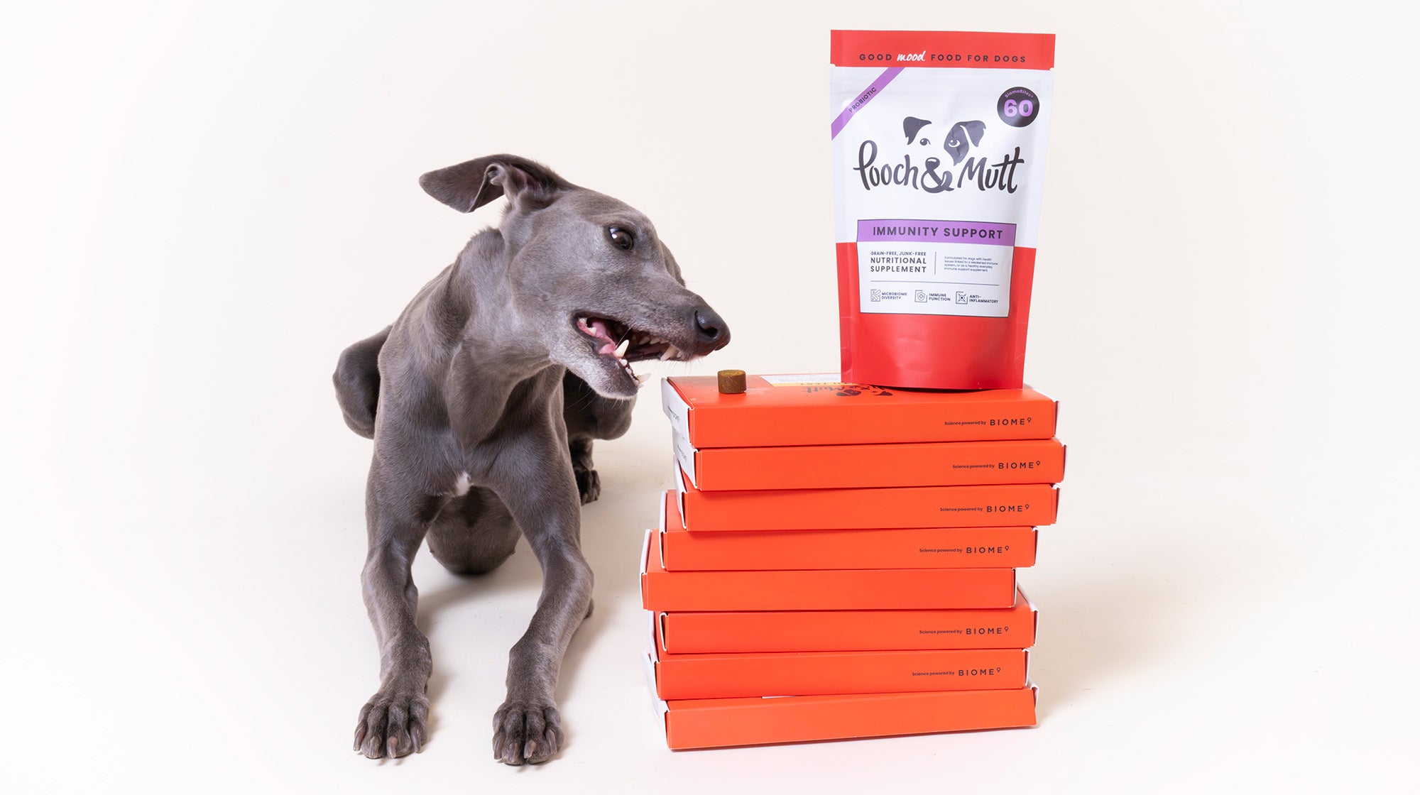 How to calm an anxious dog-Image 2