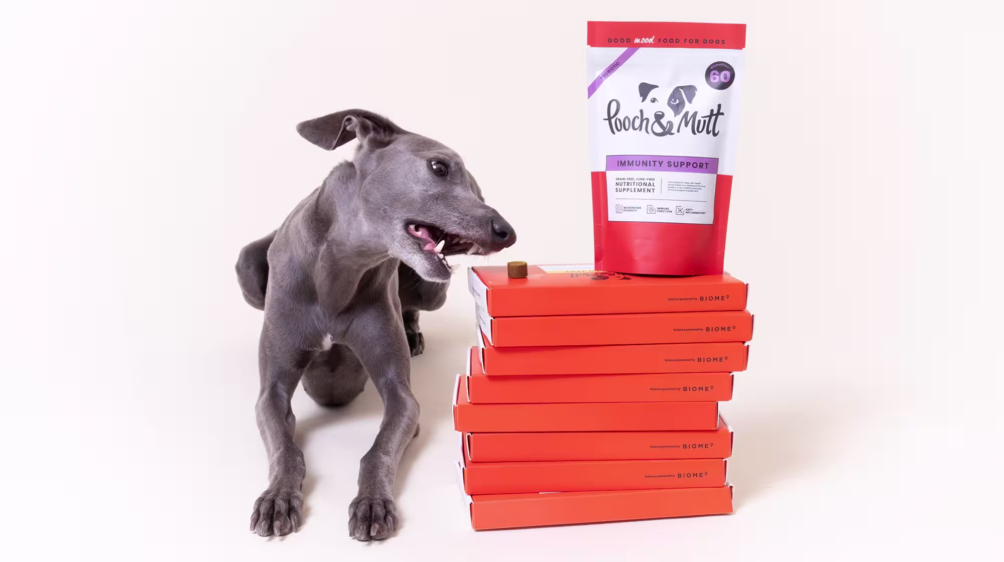 How to calm an anxious dog-Image 2