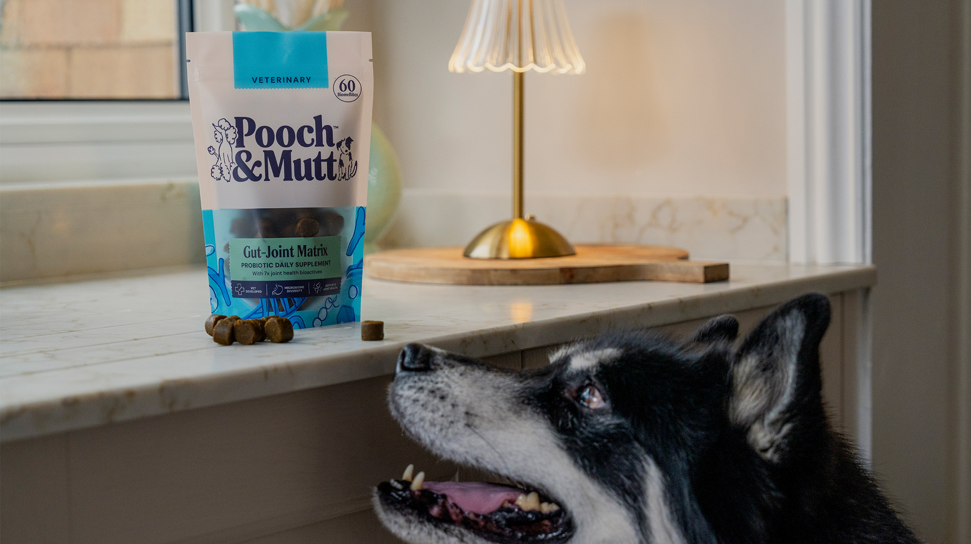 A Siberian Husky looking up to a pack of Pooch & Mutt's Gut Joint Matrix Supplements for dogs that's sat on a counter.