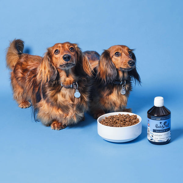 3 key nutrients your active dog needs in their diet-Image 2