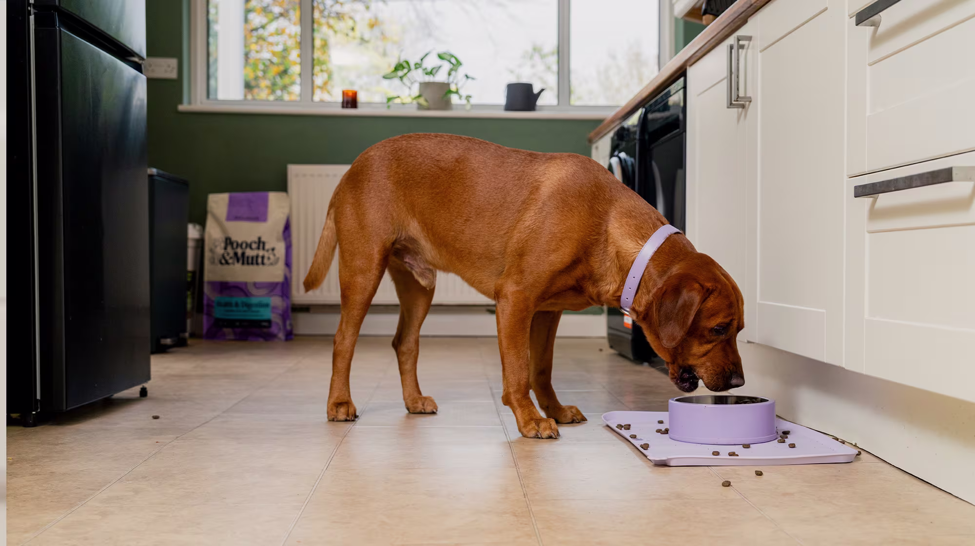 An auburn dog eating from a purple bowl on the kitchen floor, with a bag of Pooch & Mutt Dry Food in the background.