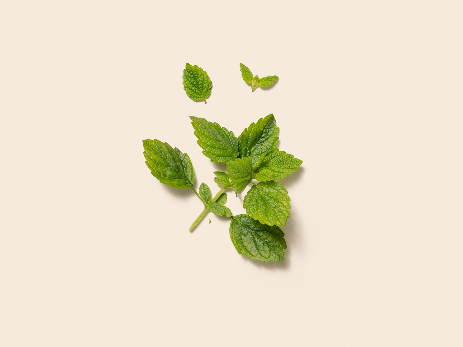 Lemon Balm