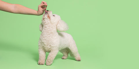 White dog taking a Pooch & Mutt treat off their human, against a pale green background