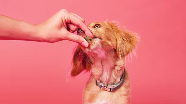 Dog Skin Allergies: Causes, symptoms and treatment-Image 2