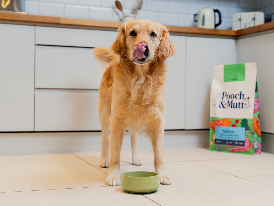 Golden retriever with a bowl of dog food