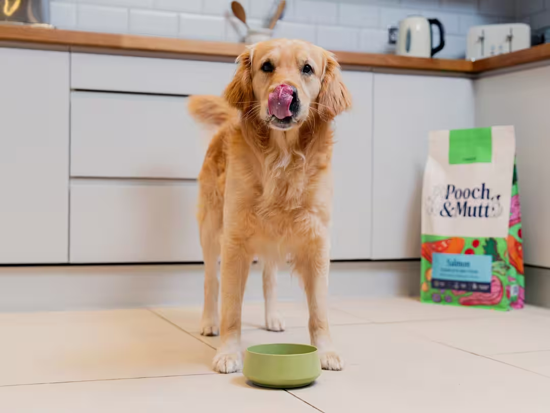 Golden retriever with a bowl of dog food