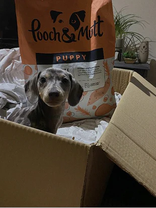 Lauren Batley Puppy Food Review