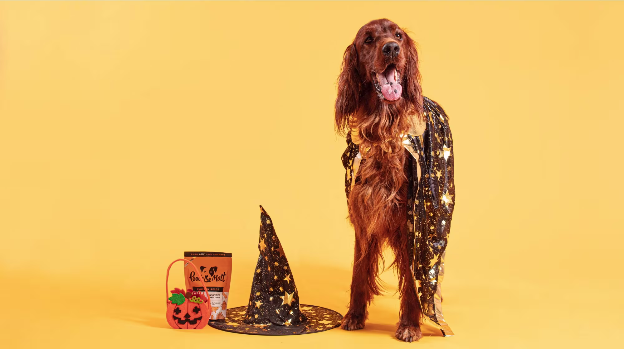 How to keep your dog safe this Halloween-Image 3