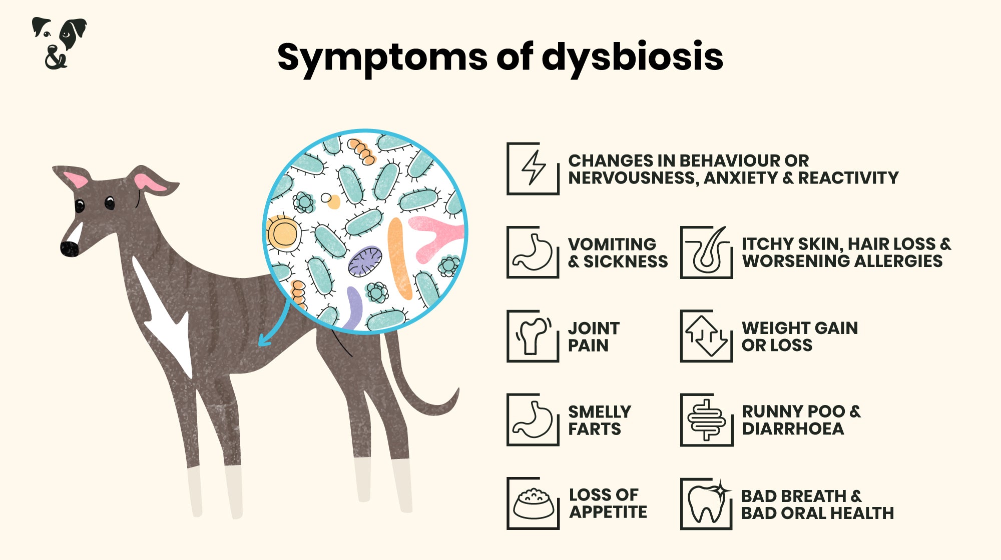 Dog owners: What you need to know about your dog’s gut microbiome-Image 6