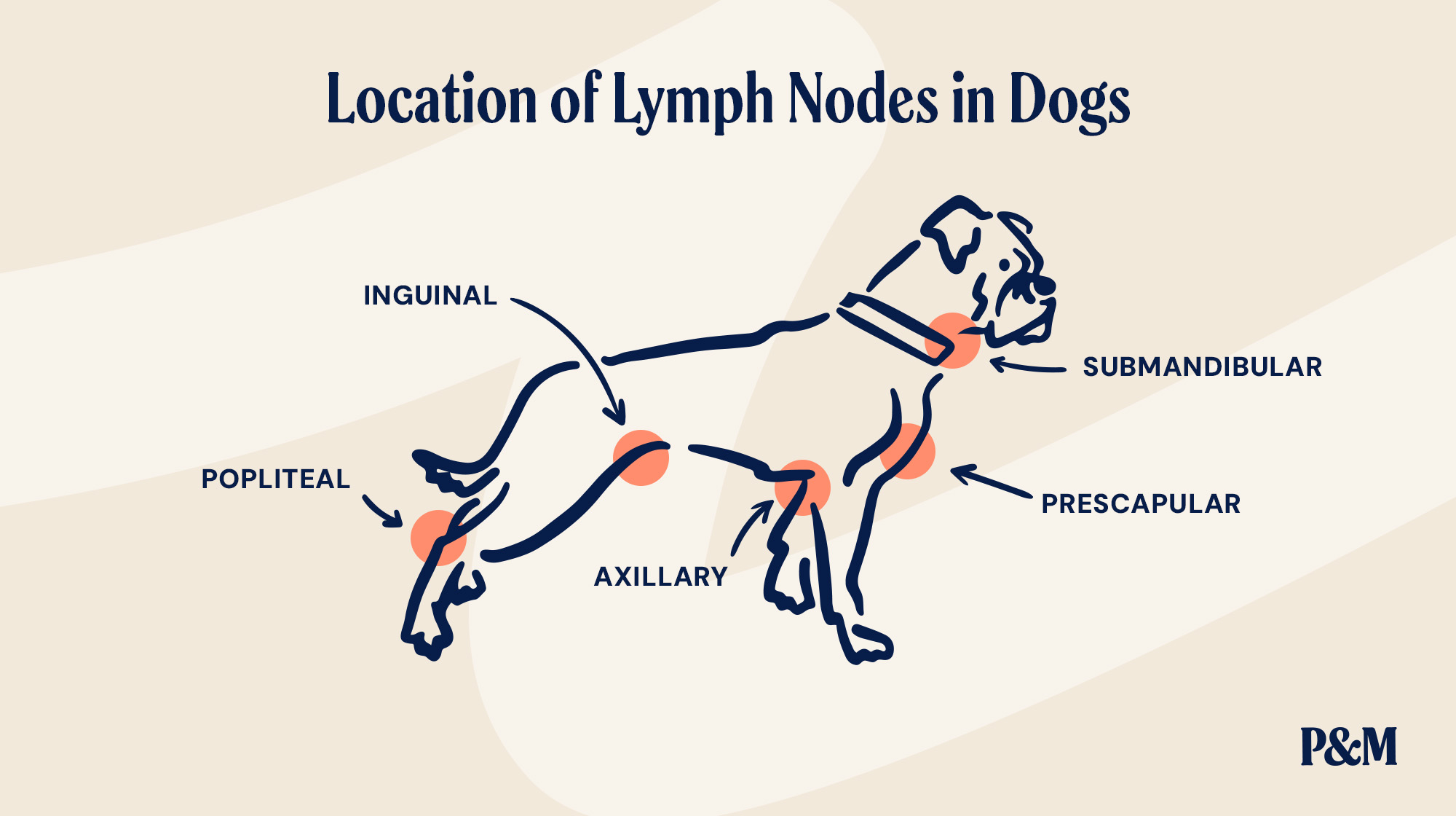 P&M BLOG LYMPH NODES IN DOGS INFOGRAPHIC