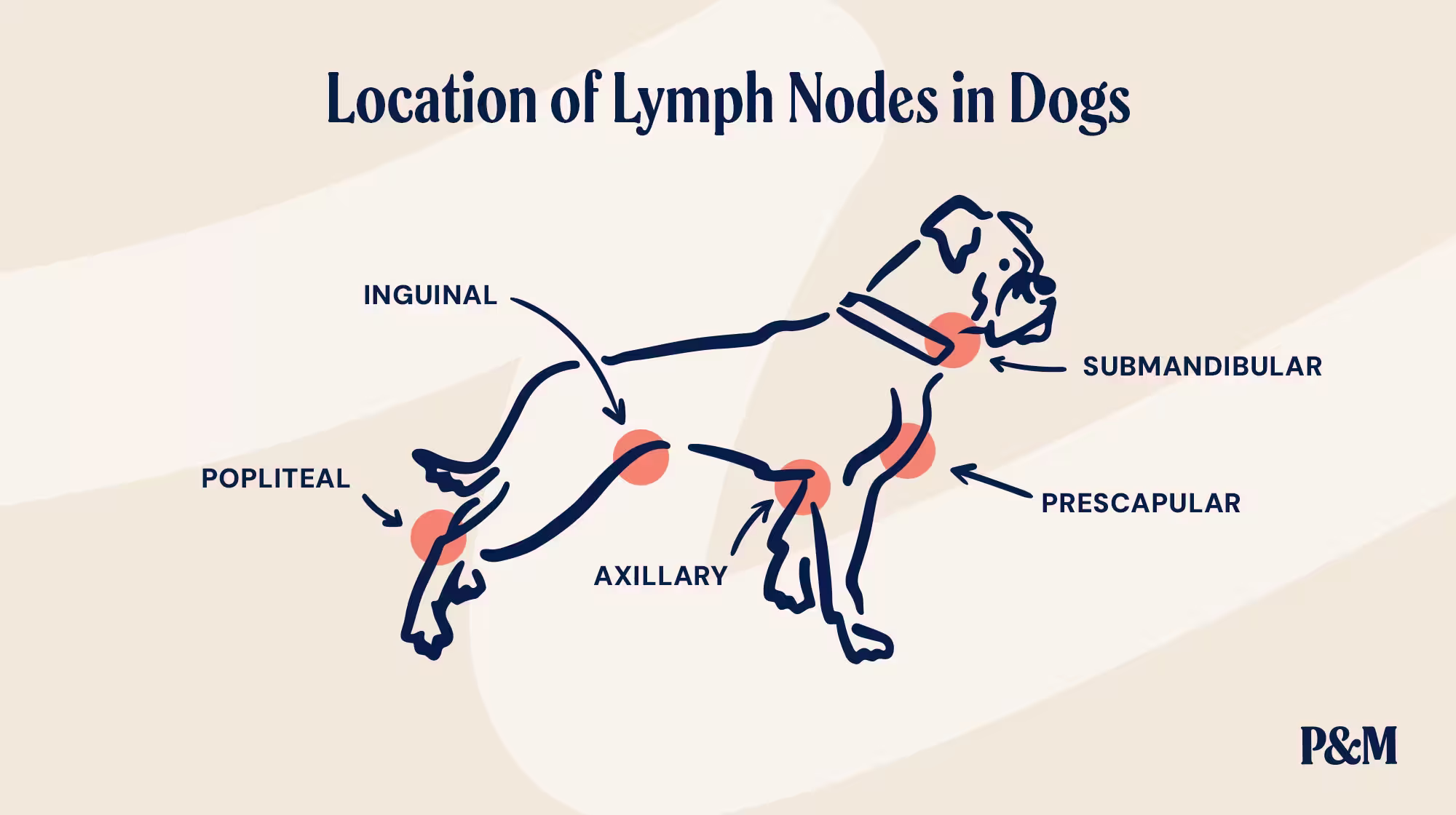 P&M BLOG LYMPH NODES IN DOGS INFOGRAPHIC