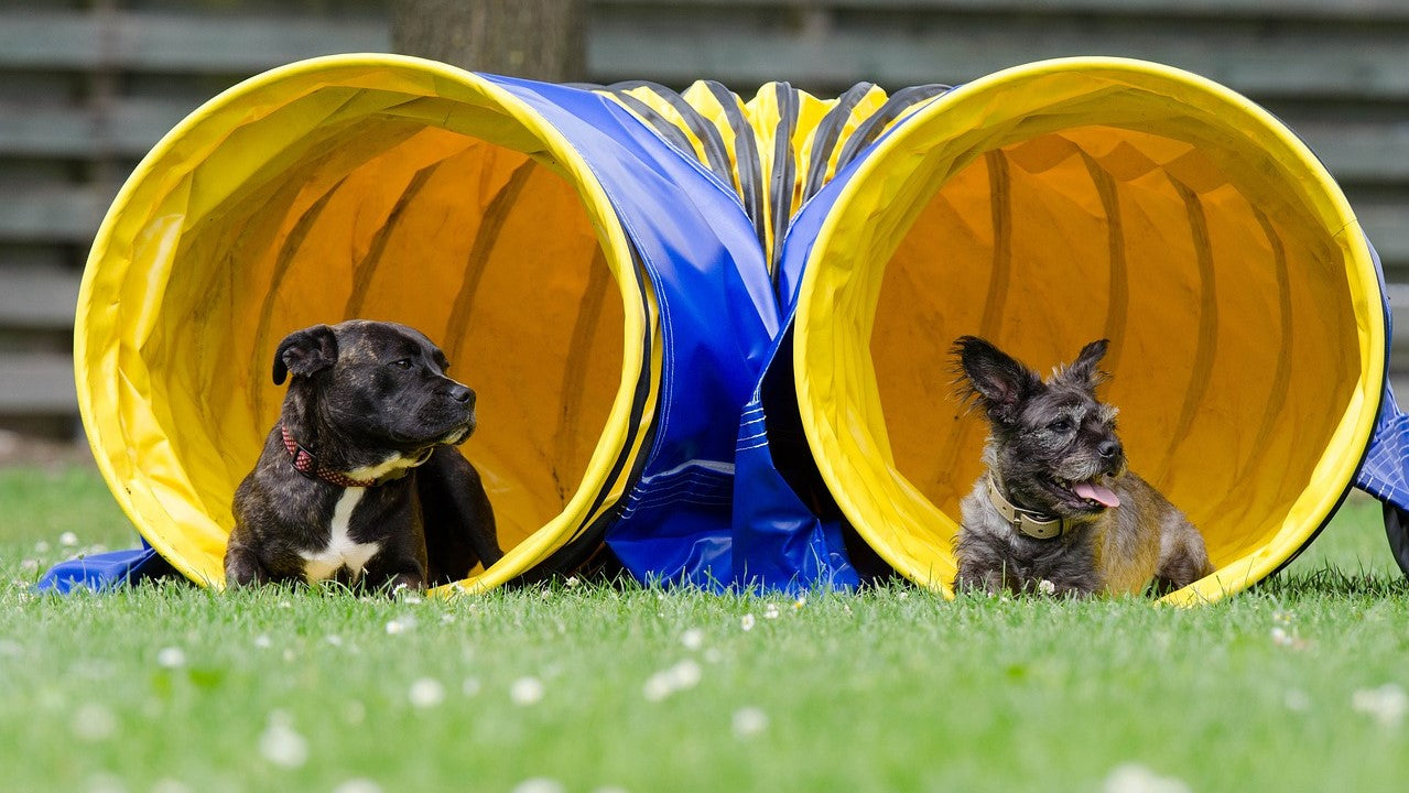 3 fun ways to exercise your dog-Image 3