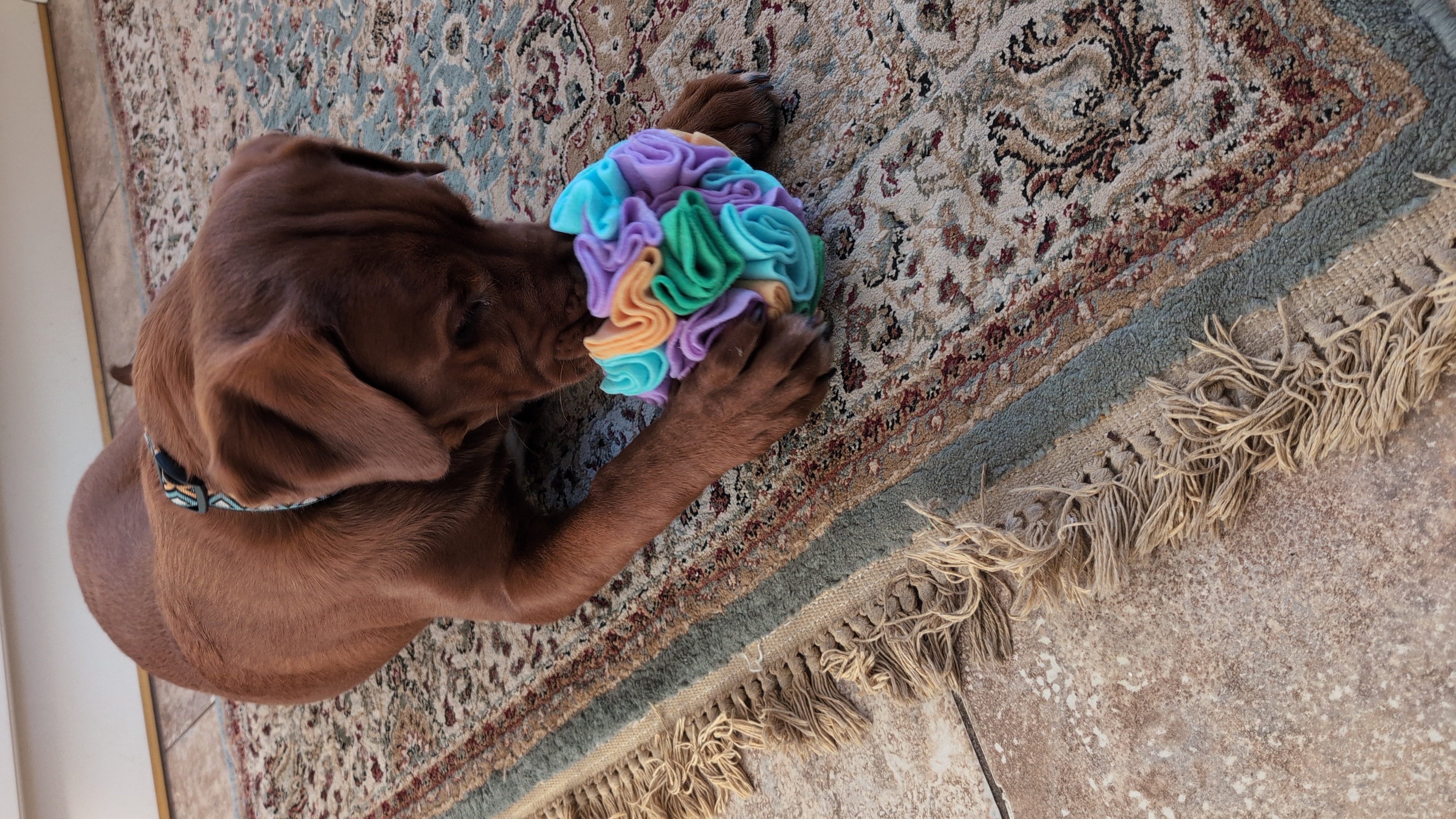 Brown puppy enjoying treats from a Pooch & Mutt snuffle ball