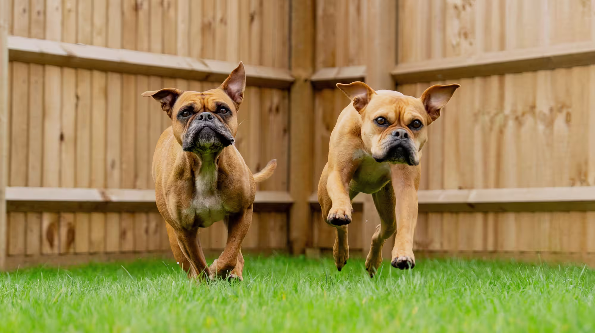 BLOG GUT HEALTH WHAT IS A DOG MICROBIOME FEATURED IMAGE