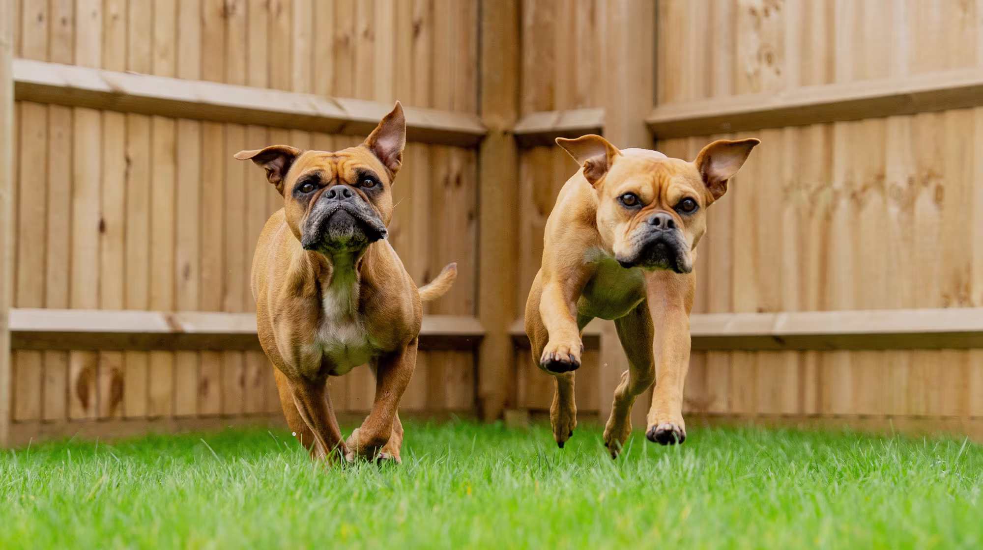 BLOG GUT HEALTH WHAT IS A DOG MICROBIOME FEATURED IMAGE