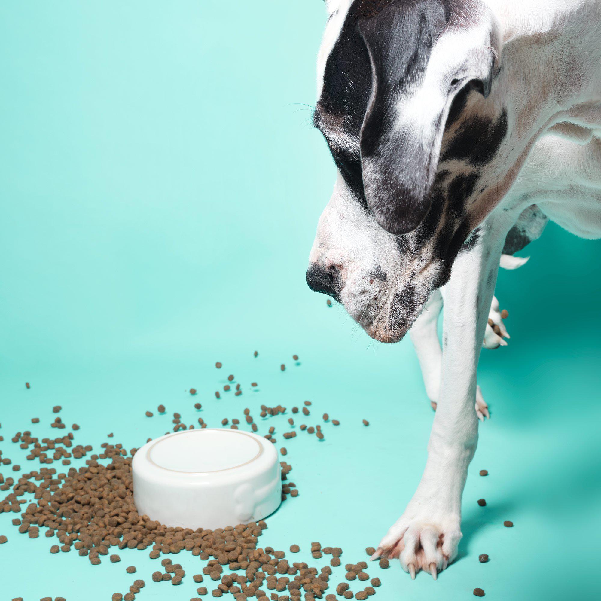 joint-care-dry-food-for-dogs-great-dane