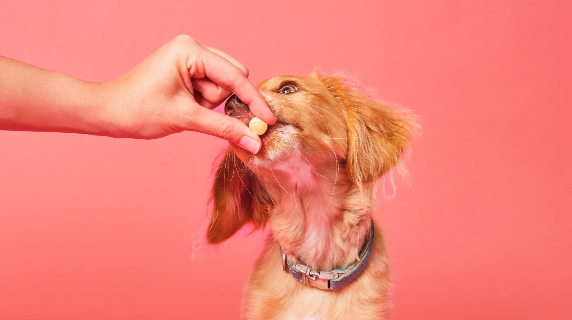 A guide to pet insurance for dogs