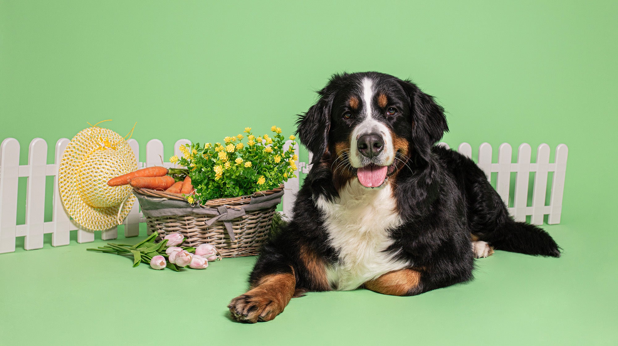 Keeping your dog safe in the garden-Image 2