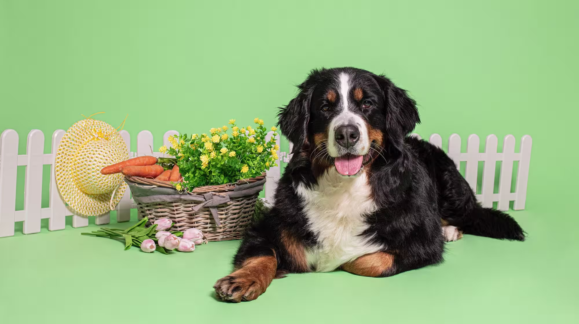 Keeping your dog safe in the garden-Image 2