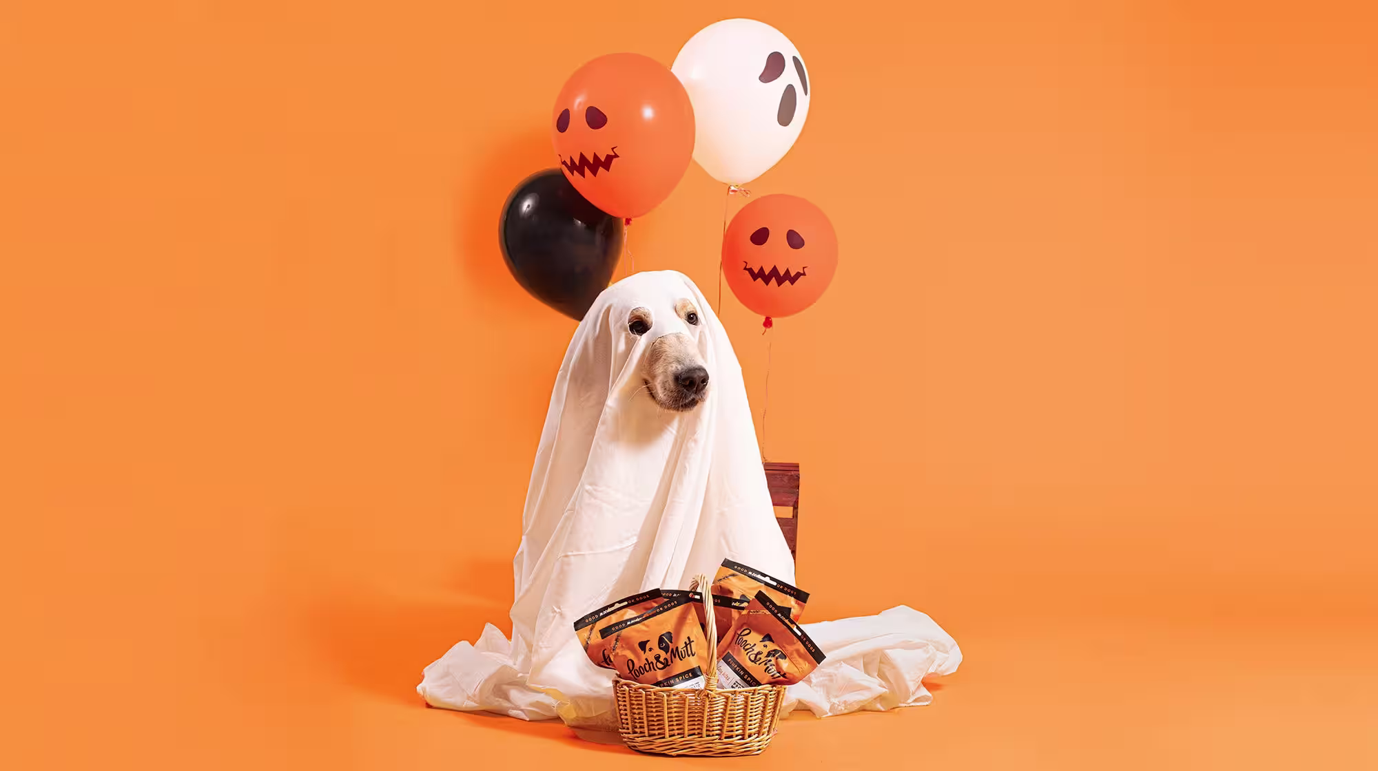 A dog dressed as a ghost with a sheet over it, with some Halloween balloons against an orange background