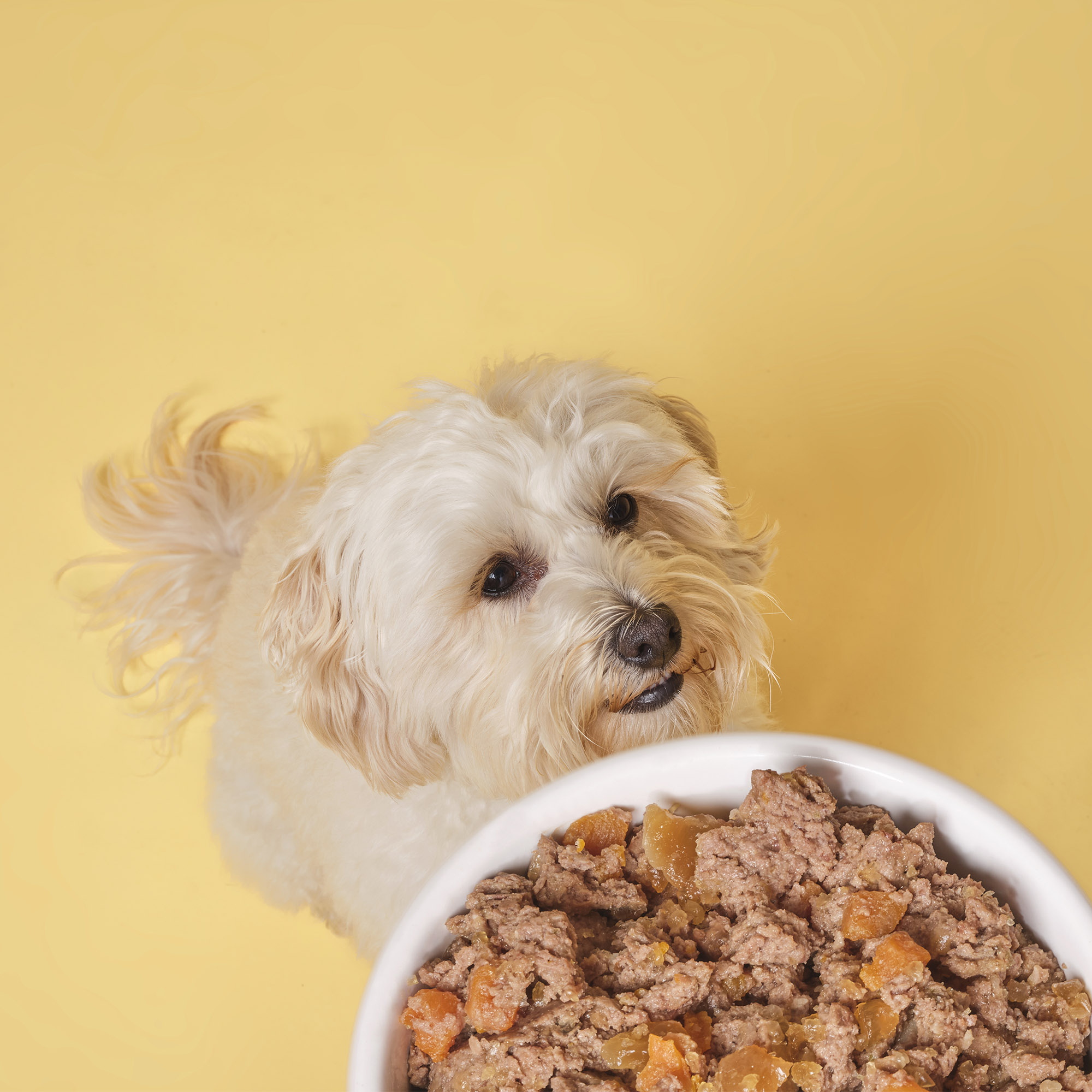 Elsachicken beef wet food 72dpi