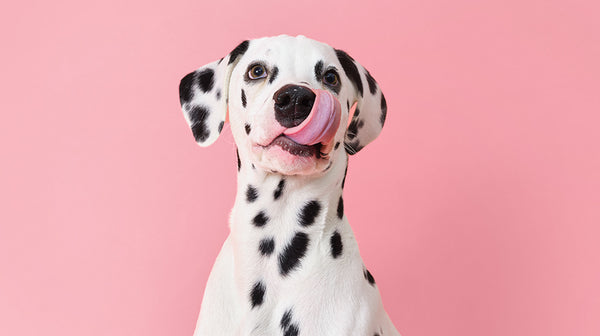 HUA vs LUA in Dalmatians: Everything you should know-Image 2