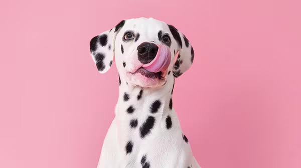 HUA vs LUA in Dalmatians: Everything you should know-Image 2