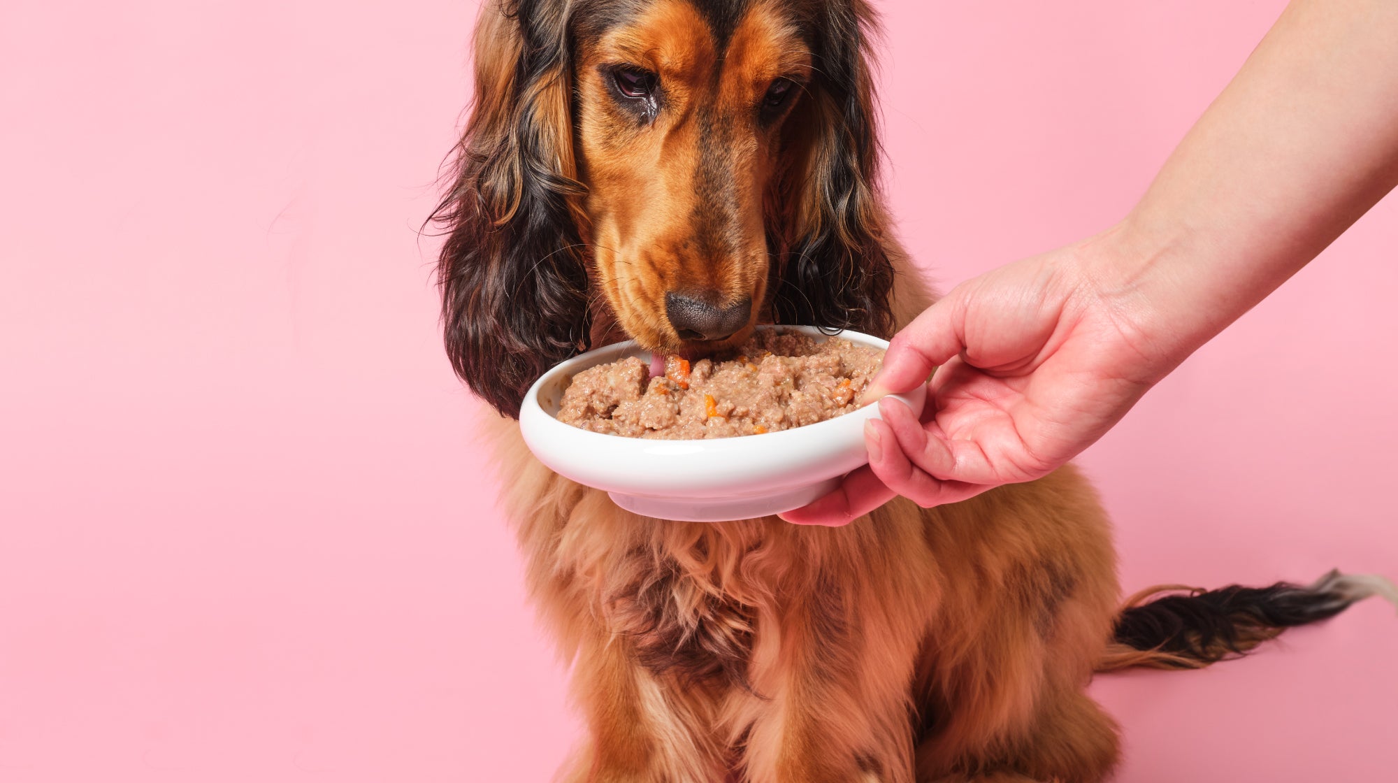 Wet food for dogs:  FAQs and myth-busters-Image 2