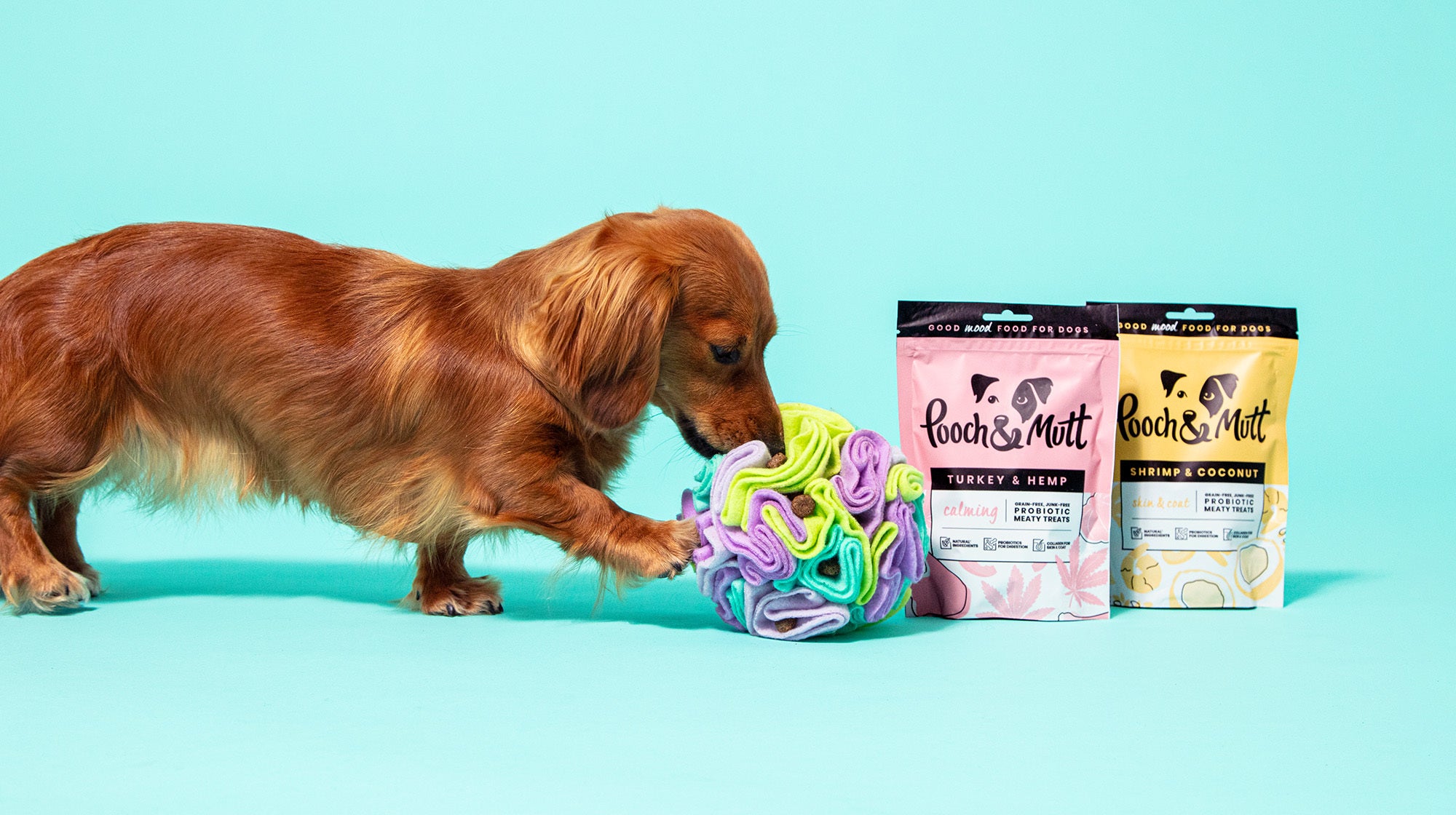 Enrichment ideas for senior dogs-Image 1