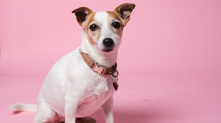 At what age is my dog considered senior?-Image 2