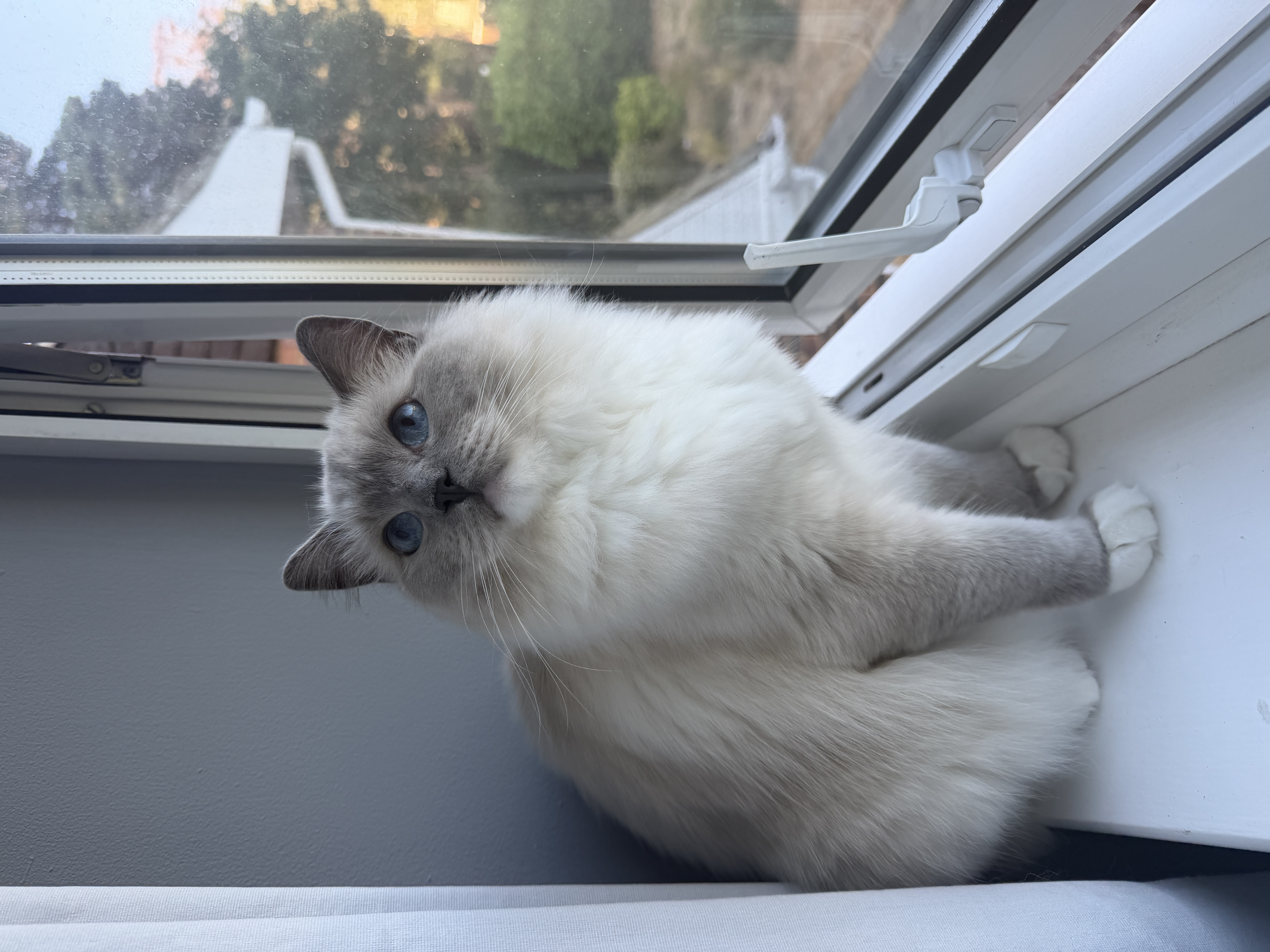 IMG 4559 - Albus