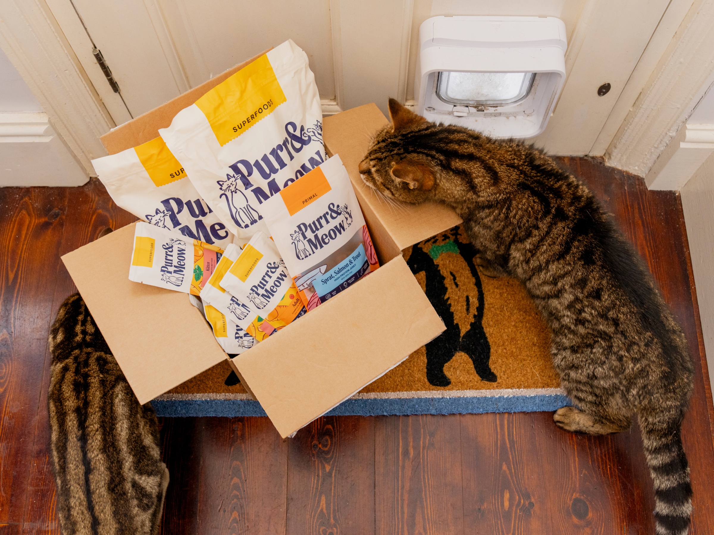 Hero cat landing 