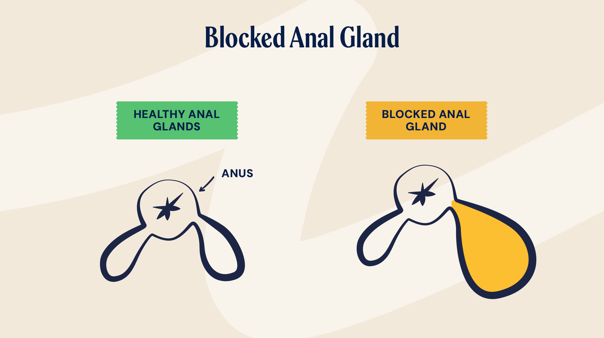 P&M BLOG INFOGRAPHIC BLOCKED ANAL GLAND 2