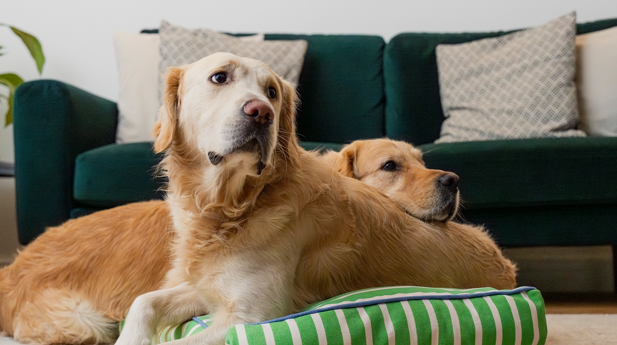 Two Golden Retrievers lie together on a green stripey bed.