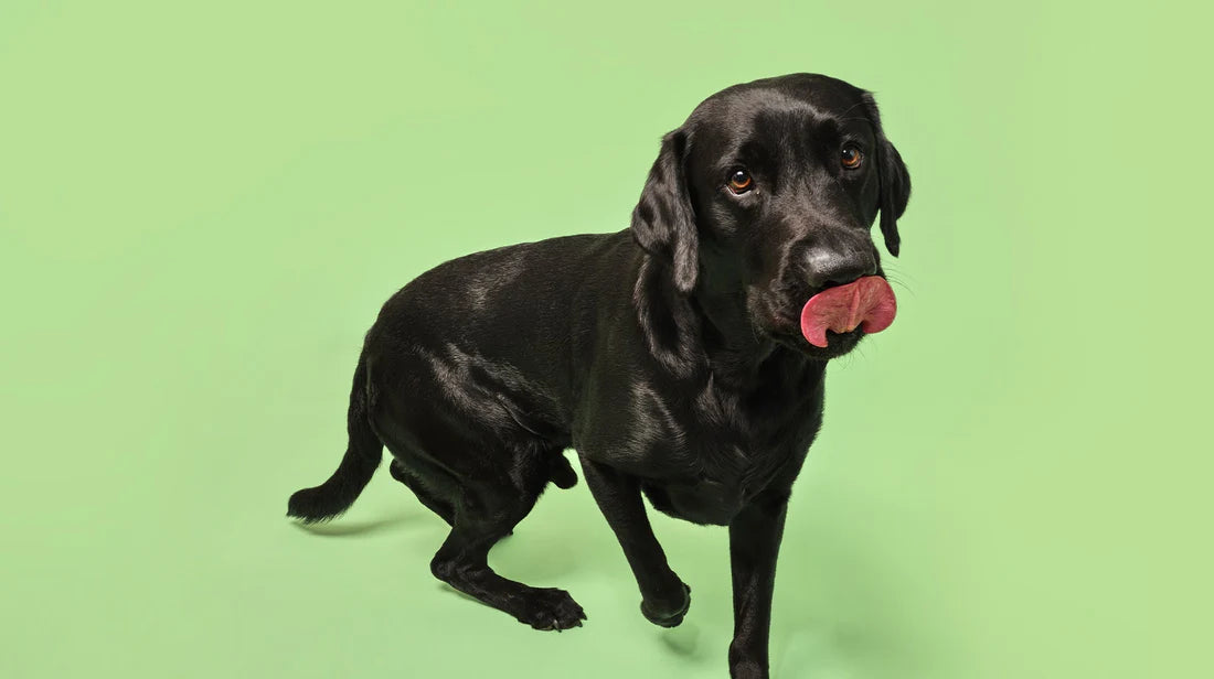 What to feed dogs in hot weather?-Image 2