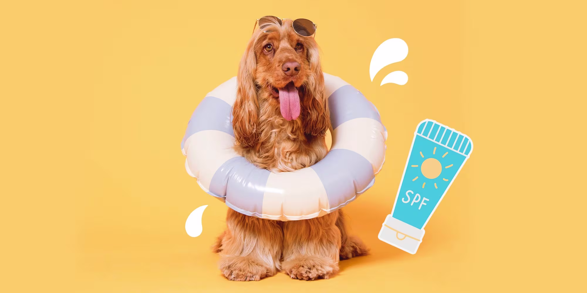 A golden Show Cocker Dog with a rubber ring around it, and a bottle of SPF, against a pale orange background