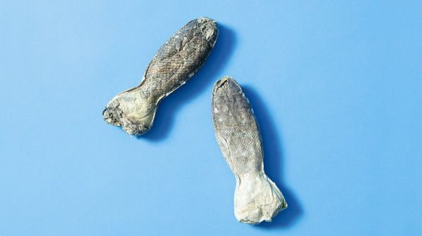Our Long-Lasting Fish Chews against a sky blue background