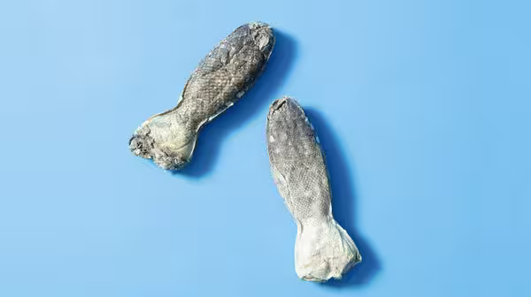 Our Long-Lasting Fish Chews against a sky blue background