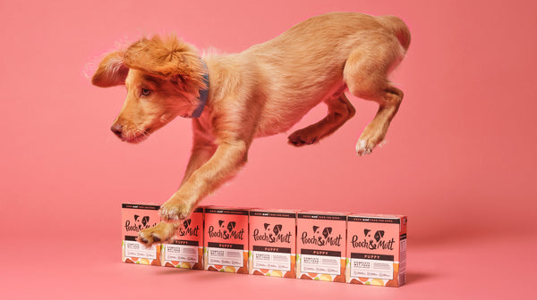 Wet dog food vs dry dog food: What’s best?-Image 1