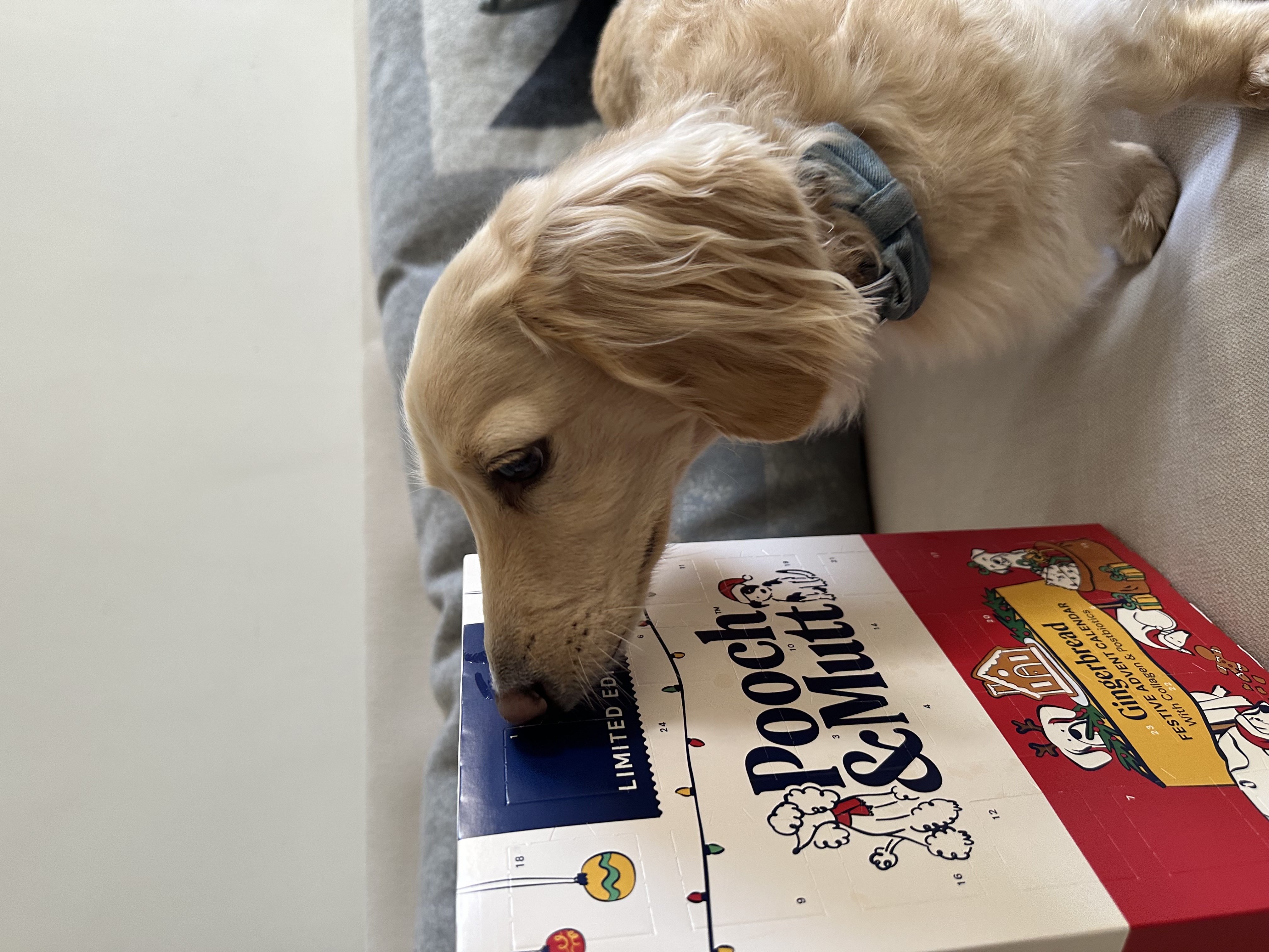 Golden retriever wearing a bandana sniffing a Pooch & Mutt festive advent calendar on a sofa with grey blankets.