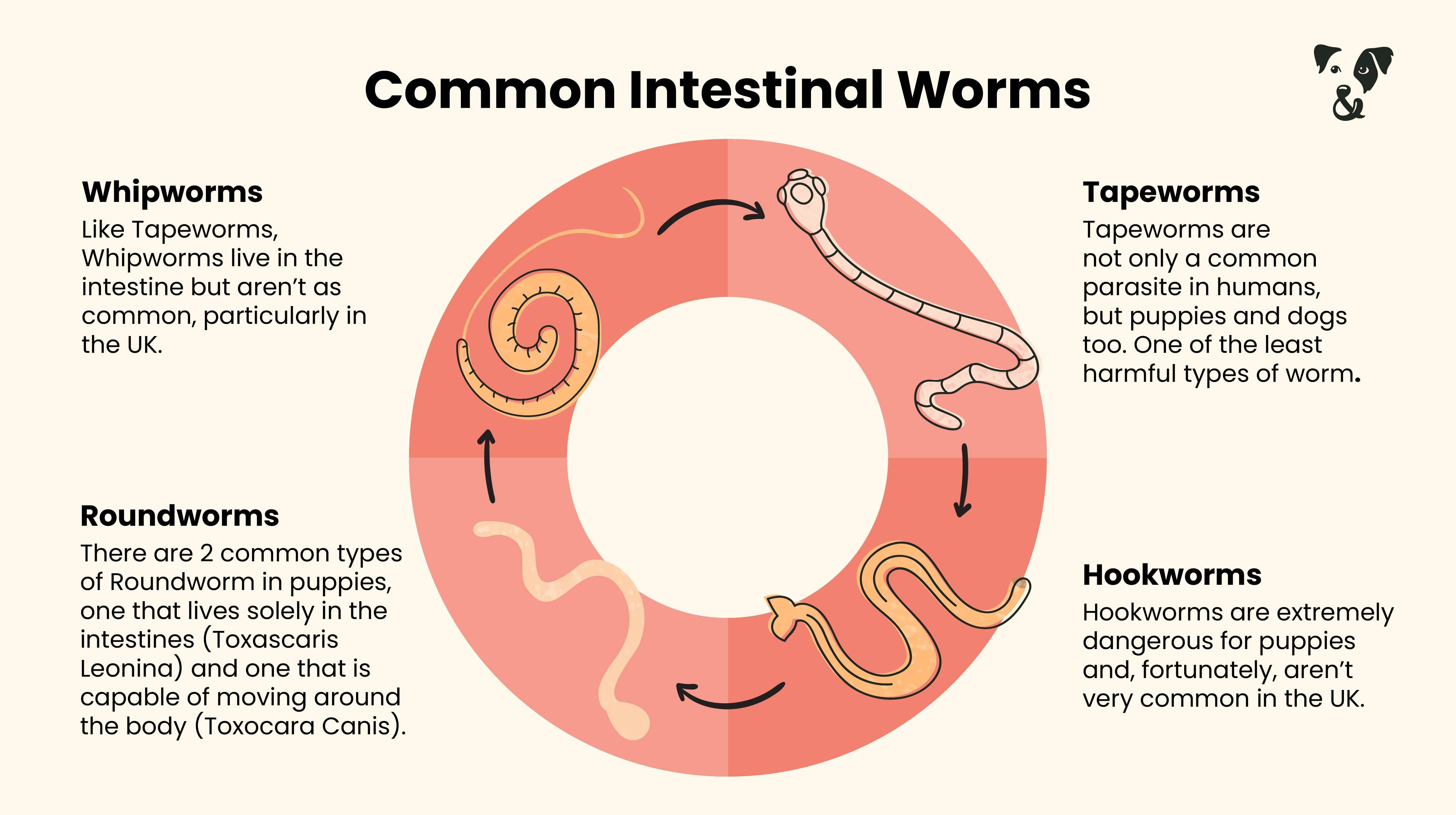 Why you should prioritise your puppy's gut health-Image 3