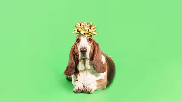 A Basset Hound dog with a gold present bow on its head, against a pale green background