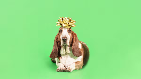 A Basset Hound dog with a gold present bow on its head, against a pale green background