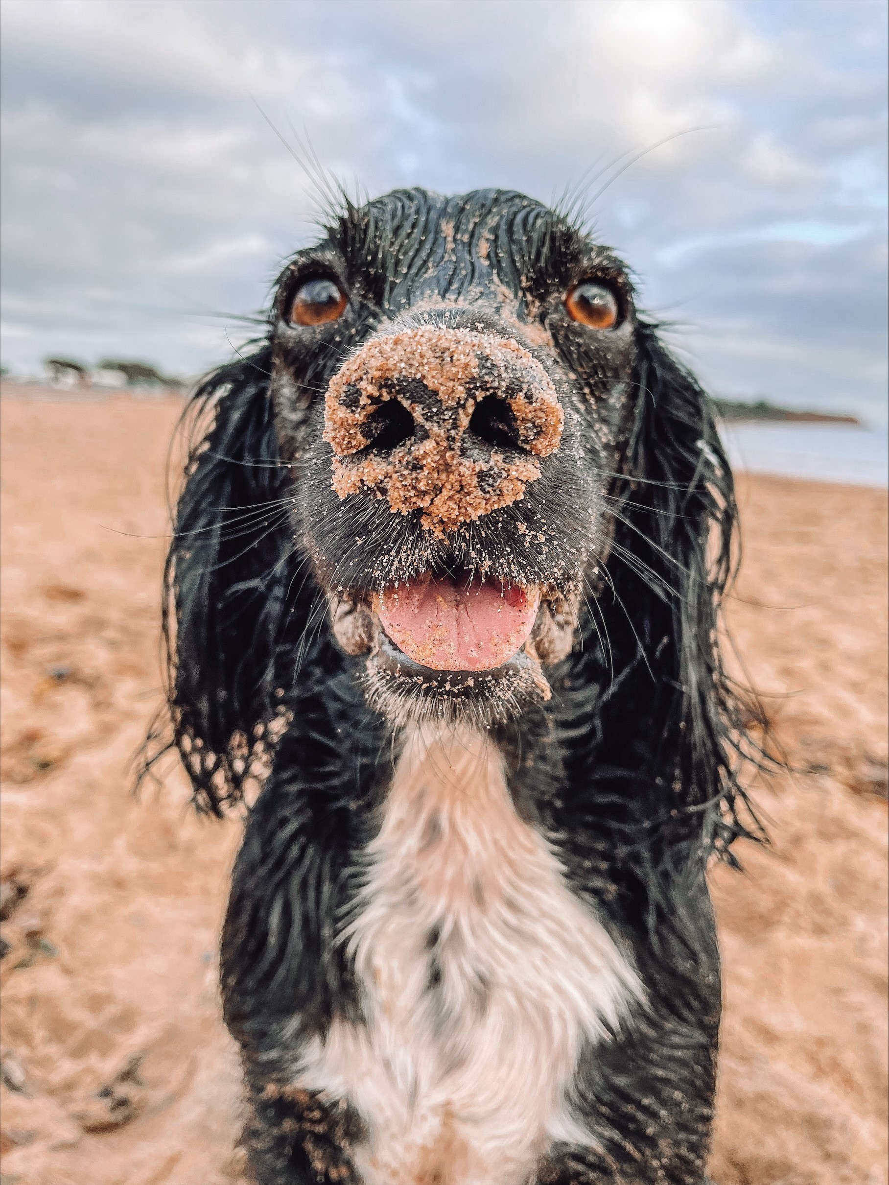 Moosey Beach - Jade Bastin