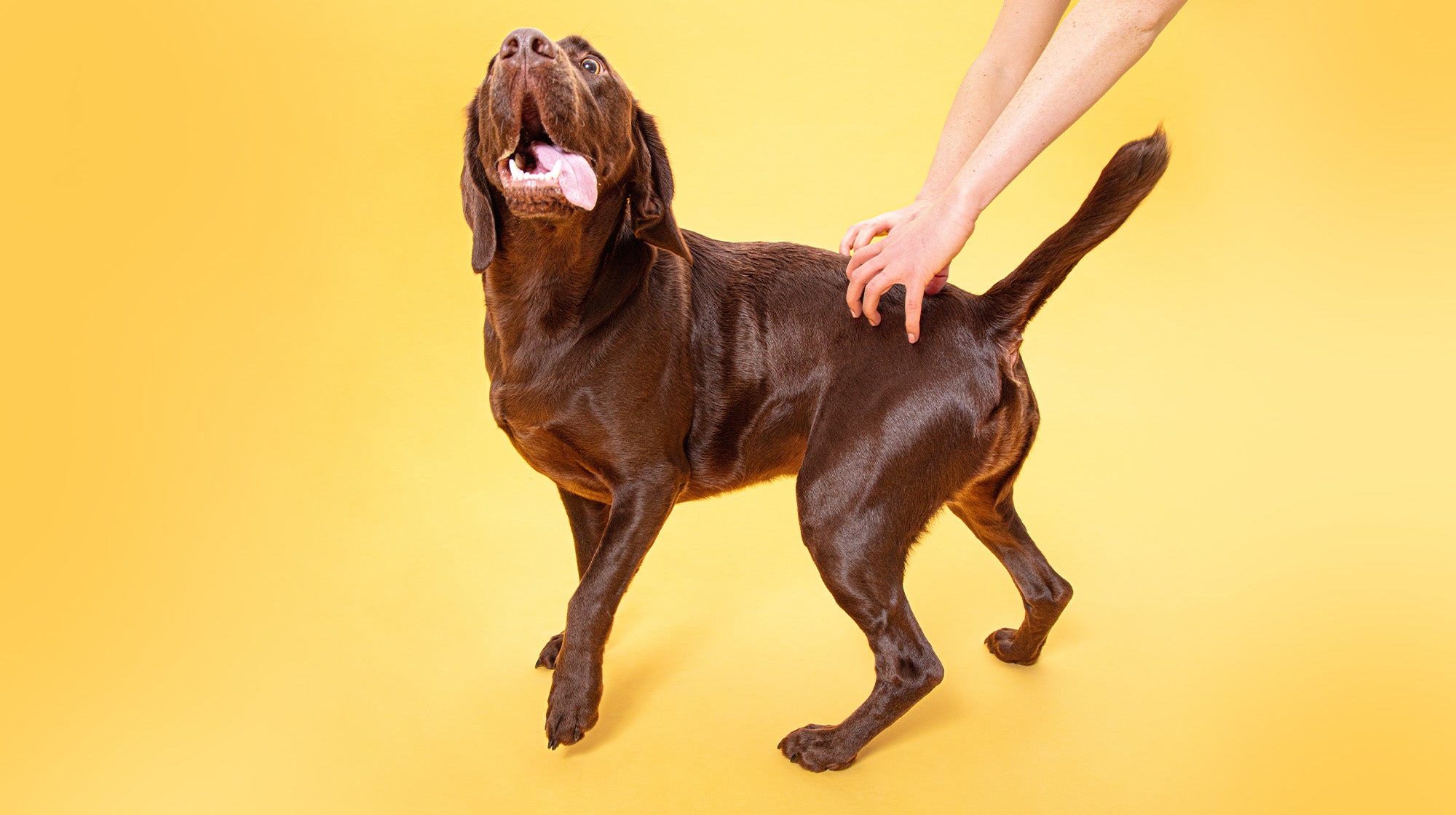 Jealousy in dogs: How to spot it and stop it-Image 2