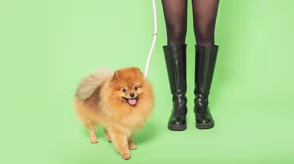 Tips for Taking Your Puppy on their First Walk-Image 1